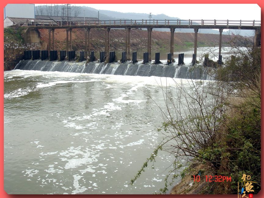 春江水暖白条知