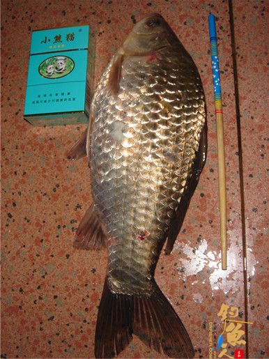 （原创）早春首战南湾鲫