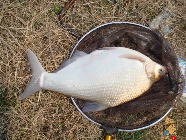 江南渔事——春钓篇:心情与久违的春阳一起升起