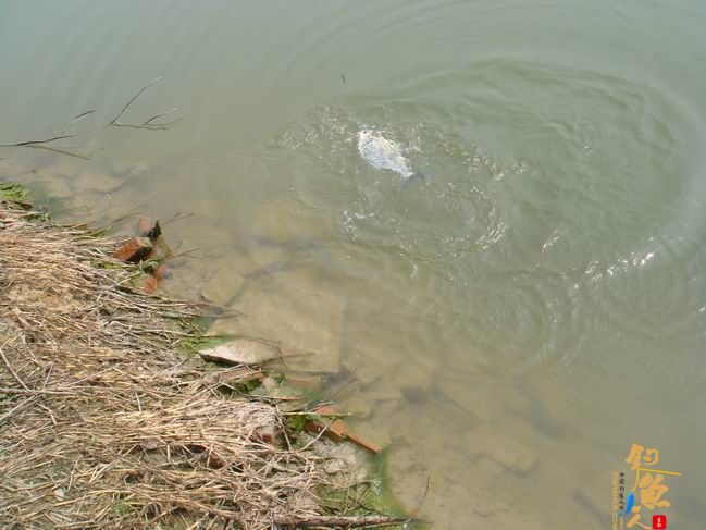 江南渔事——春钓篇:心情与久违的春阳一起升起