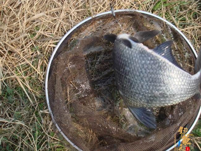 江南渔事——春钓篇：心情与久违的春阳一起升起