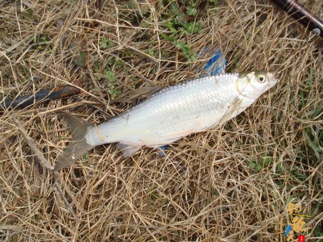 江南渔事——春钓篇:心情与久违的春阳一起升起