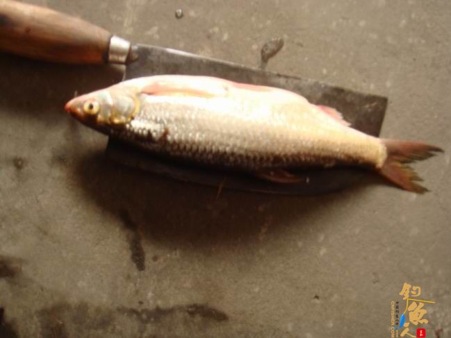 江南渔事——春钓篇:心情与久违的春阳一起升起