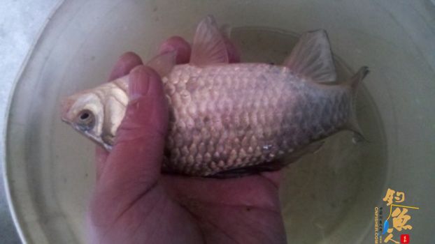 糨糊春帖----板鲫相助破空空 作者:waln