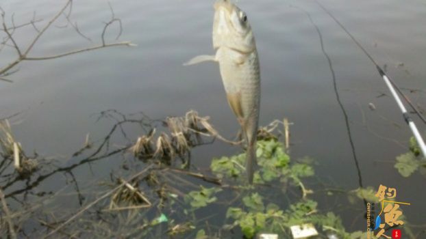 糨糊春帖----板鲫相助破空空 作者：waln