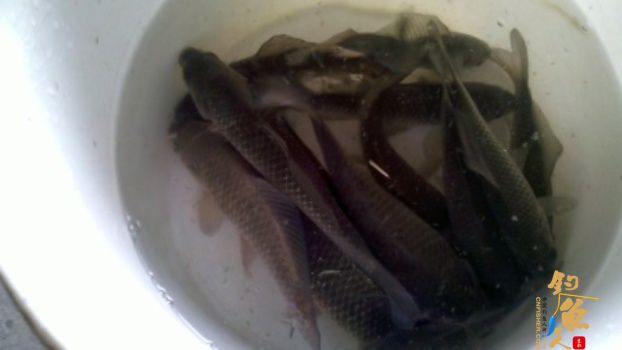 糨糊春帖----板鲫相助破空空 作者：waln