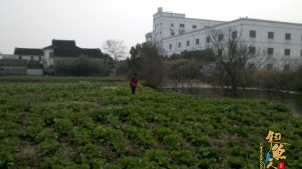 糨糊春帖----板鲫相助破空空 作者：waln