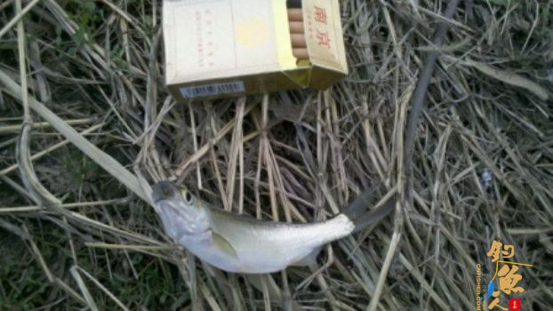 糨糊春帖----板鲫相助破空空 作者：waln