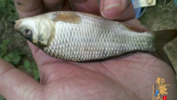 糨糊春帖----板鲫相助破空空 作者：waln