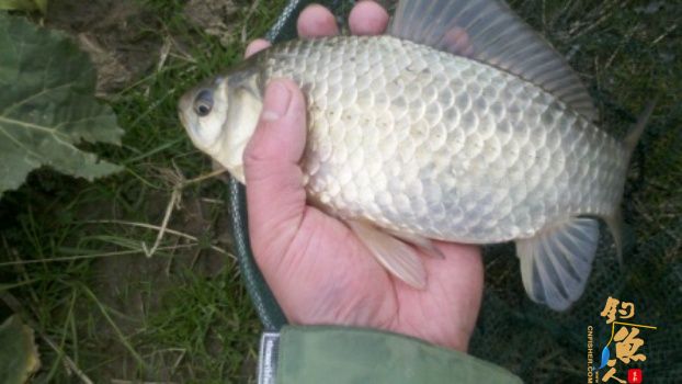 糨糊春帖----板鲫相助破空空 作者:waln