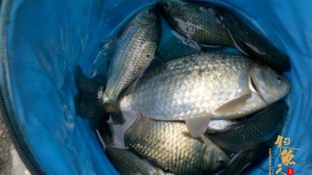 糨糊春帖----板鲫相助破空空 作者:waln