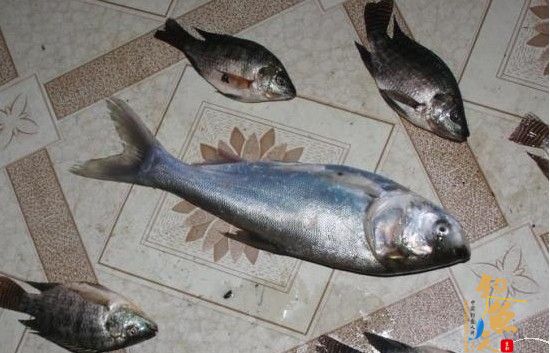 雨雾 野鲫 白鲢 非妹