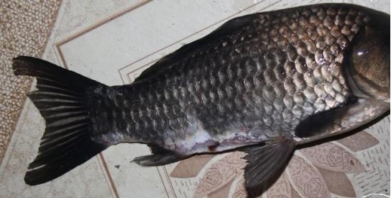 雨雾 野鲫 白鲢 非妹