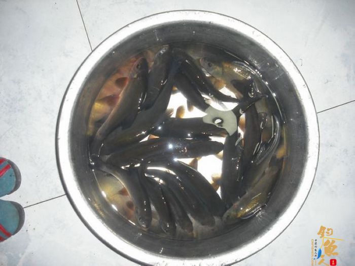 长江水库之塞翁失马,焉知非福!