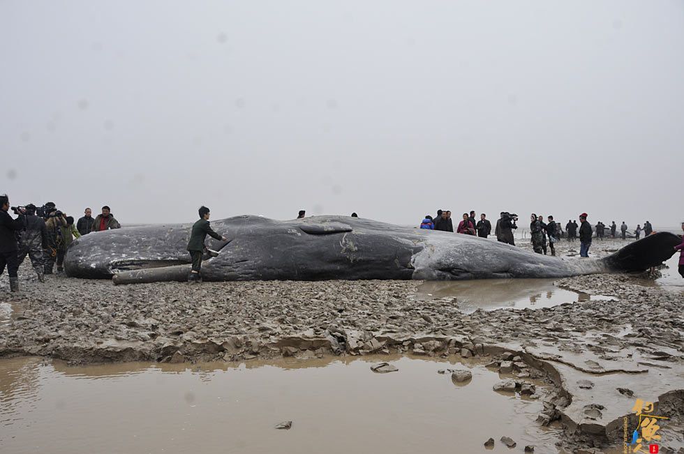 4头抹香鲸江苏盐城海滩搁浅 死亡 图