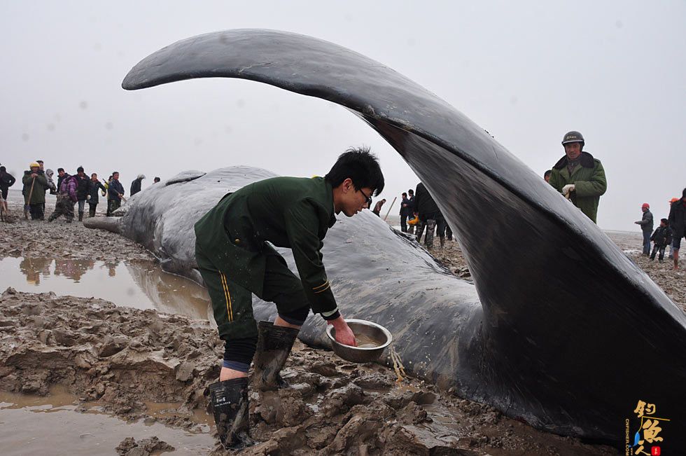 4头抹香鲸江苏盐城海滩搁浅 死亡 图