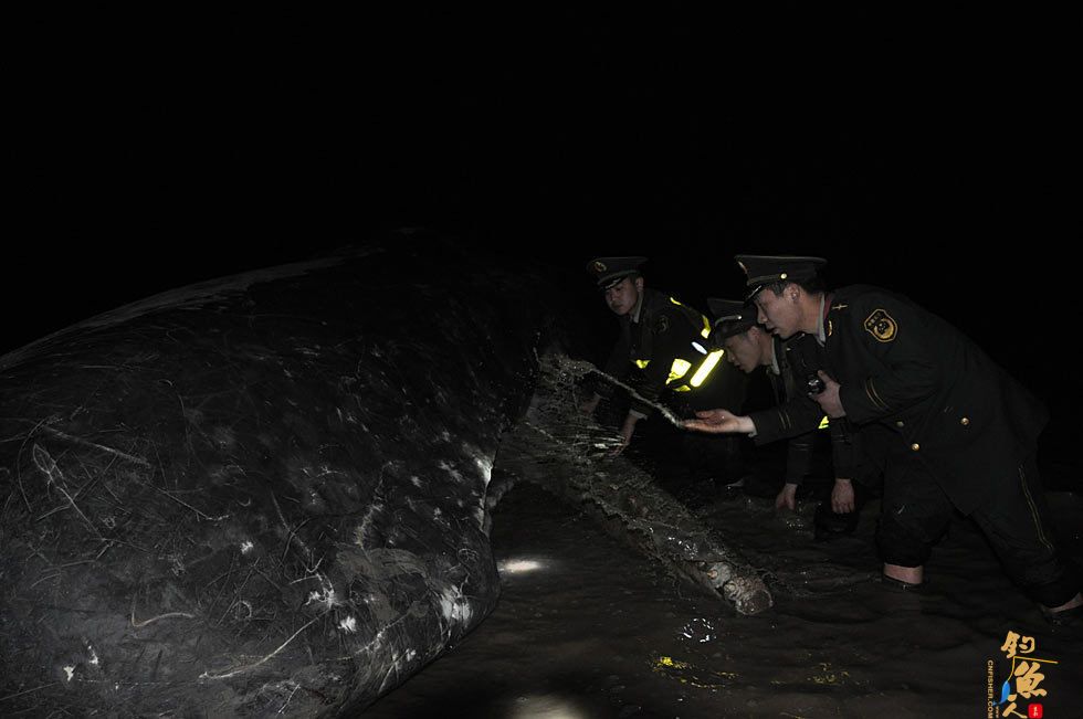 4头抹香鲸江苏盐城海滩搁浅 死亡 图