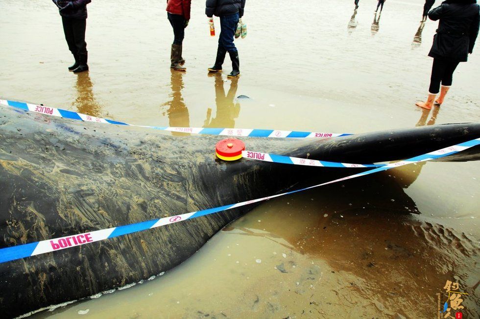 4头抹香鲸江苏盐城海滩搁浅 死亡 图