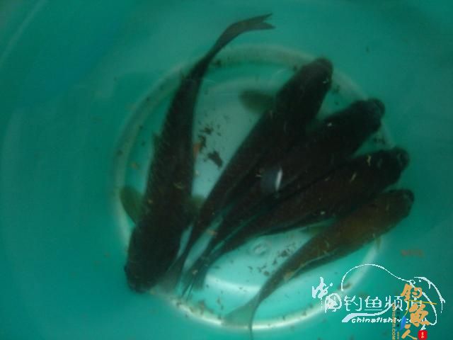 野塘小钓俩小时 遭遇土匪