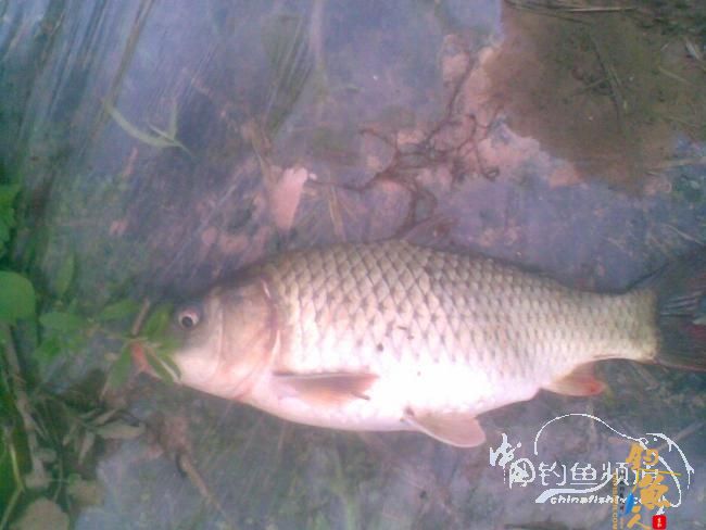 那马河:竹泉岛攻略