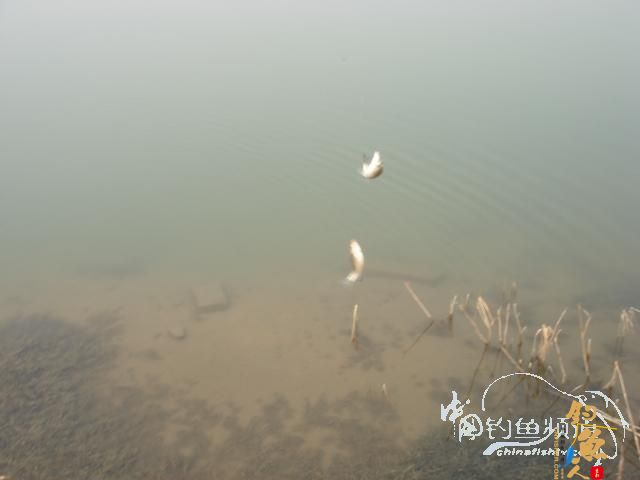 小鱼钓的我好累