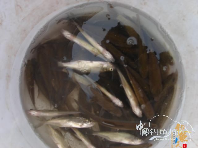 小鱼钓的我好累