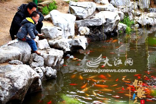 赏鲤鱼 开心 坠水塘 惊心 图