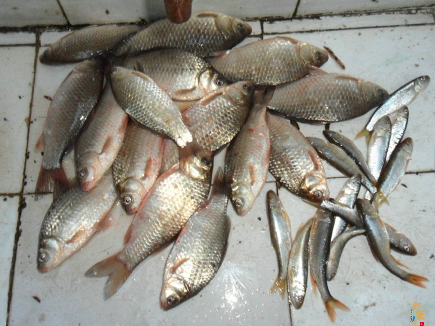 12年首钓钓鱼台水库