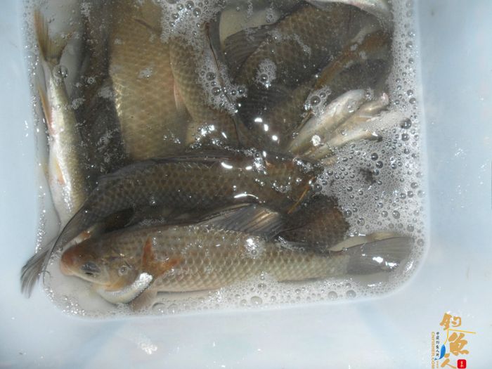 12年首钓钓鱼台水库