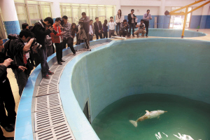 罗村组织部分市民前往珠海看望受伤的白海豚