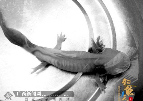 柳州市民在柳江“六角恐龙”曾被误认为娃娃鱼(图)