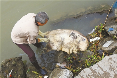 香洲客运码头水域发现一条1米多长的大鱼