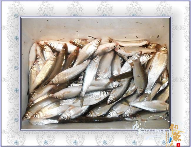 今天,我去偷钓了