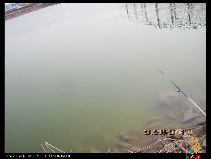 早春钓鲫(五)串钩钓鱼