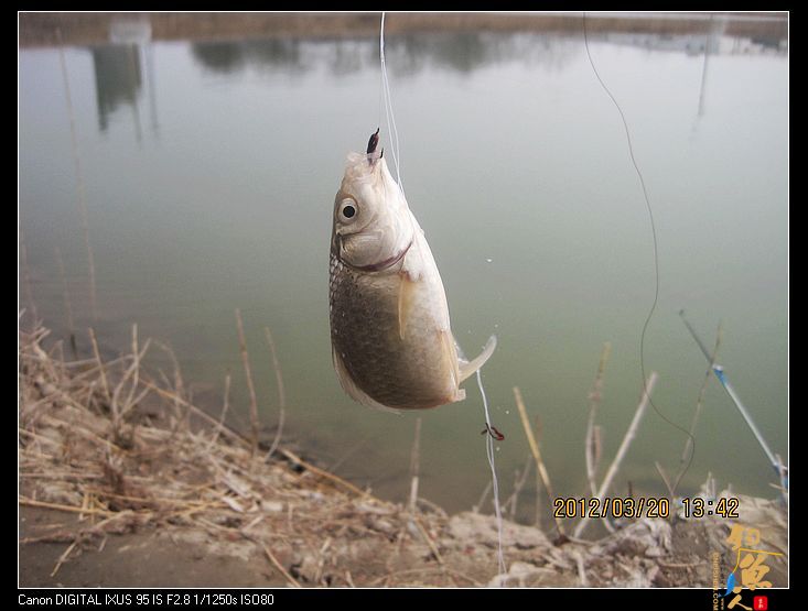 早春钓鲫(五)串钩钓鱼