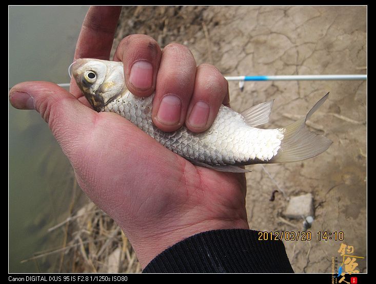 早春钓鲫(五)串钩钓鱼