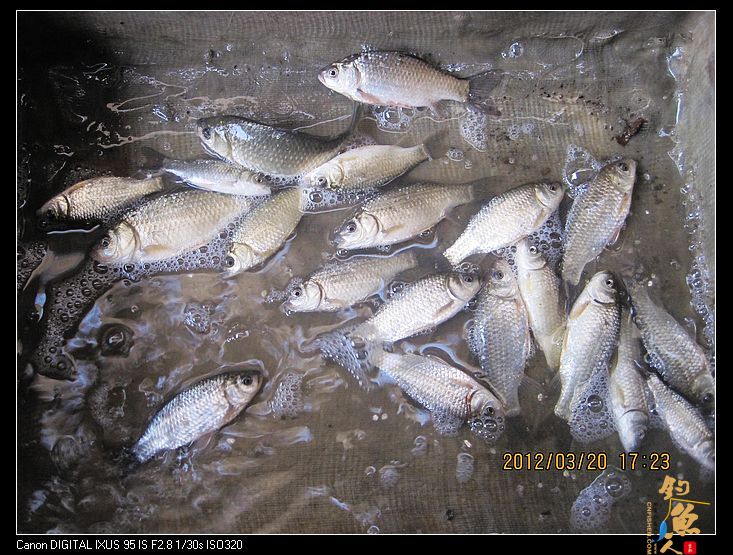 早春钓鲫(五)串钩钓鱼