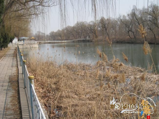 野钓日记-再战野塘 转