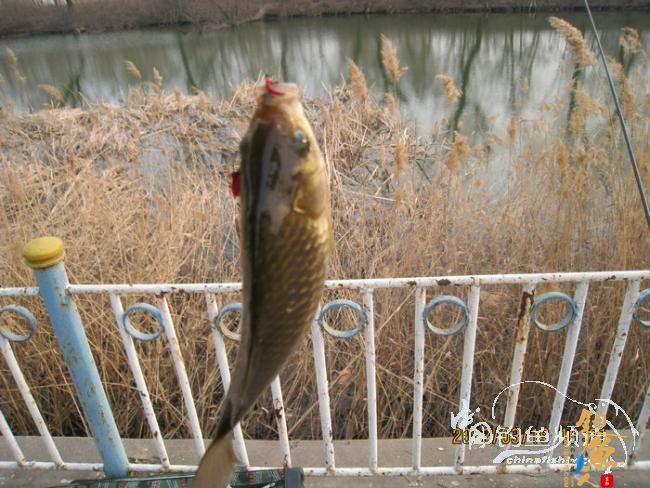 野钓日记-再战野塘 转