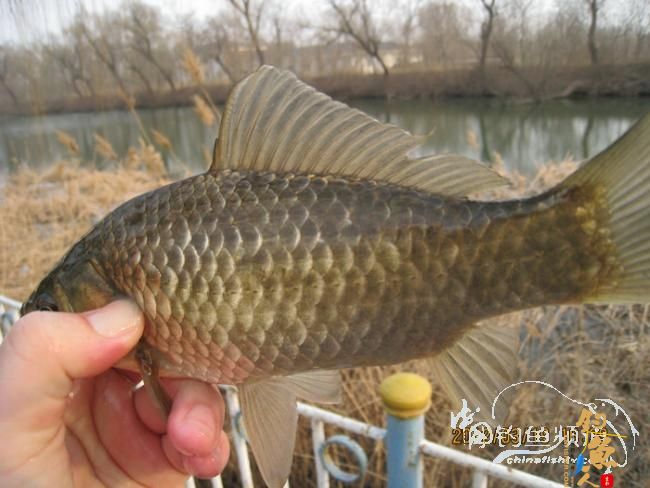 野钓日记-再战野塘 转