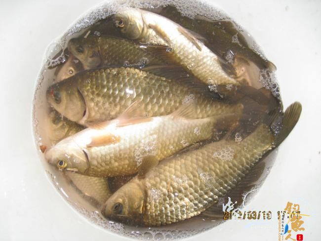 野钓日记-再战野塘 转