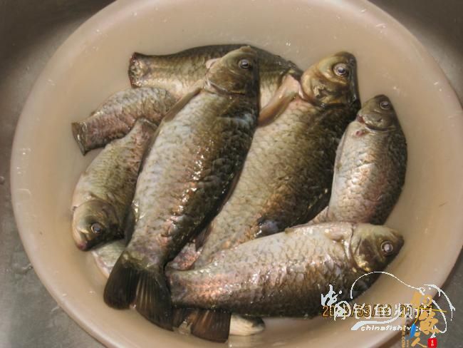 野钓日记-再战野塘 转