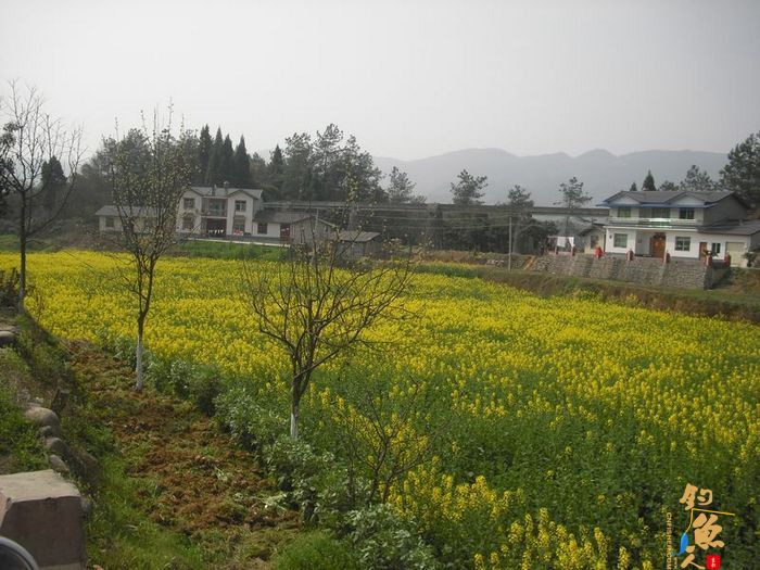 阳春三月的天 九岭水库之狂拉白条