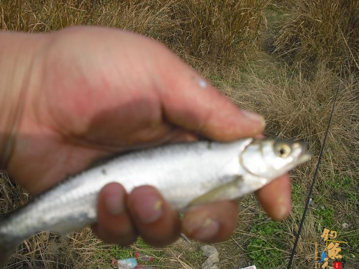 阳春三月的天 九岭水库之狂拉白条