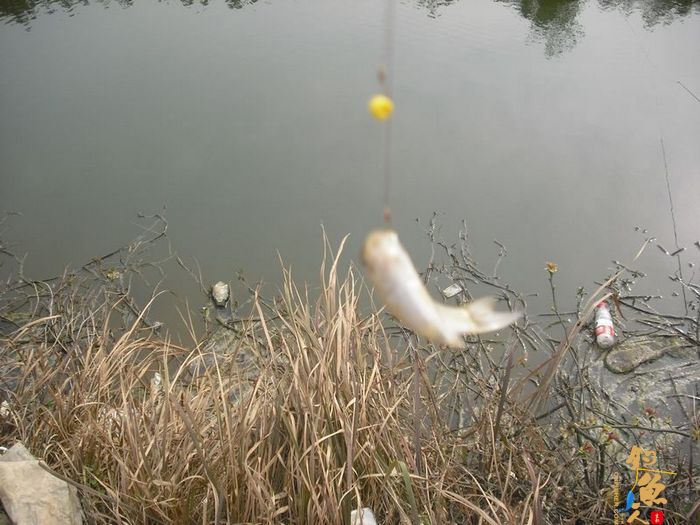 阳春三月的天 九岭水库之狂拉白条