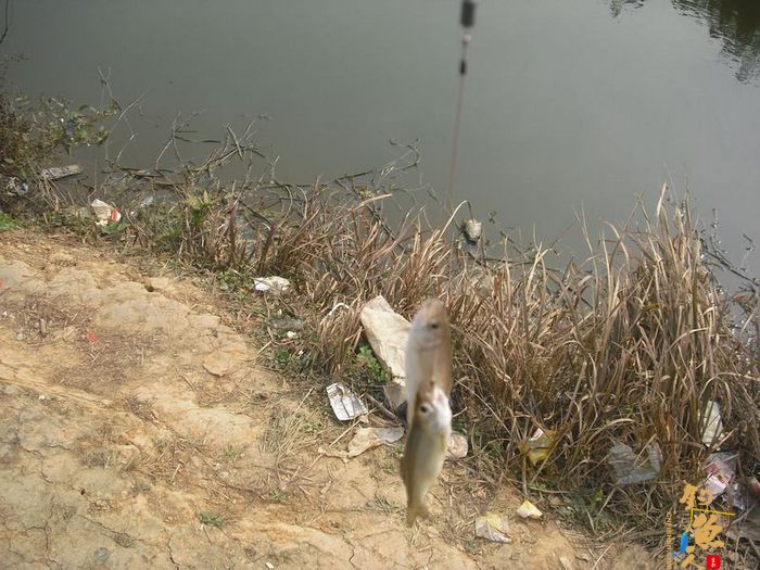 阳春三月的天 九岭水库之狂拉白条