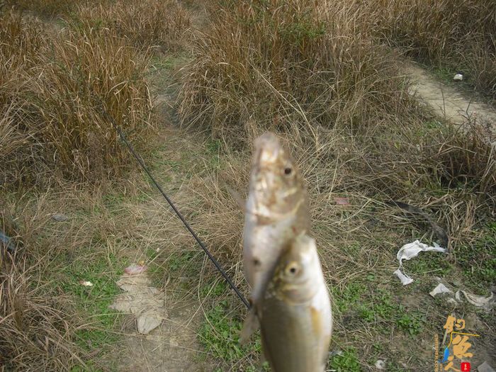 阳春三月的天 九岭水库之狂拉白条