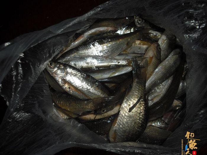 阳春三月的天 九岭水库之狂拉白条