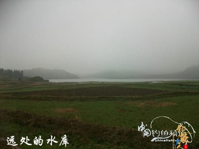 一荤一素搭配好 初春鱼儿吃得欢