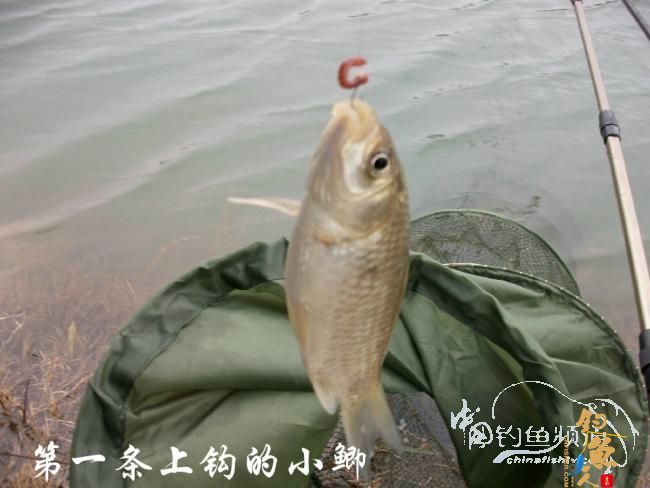 一荤一素搭配好 初春鱼儿吃得欢